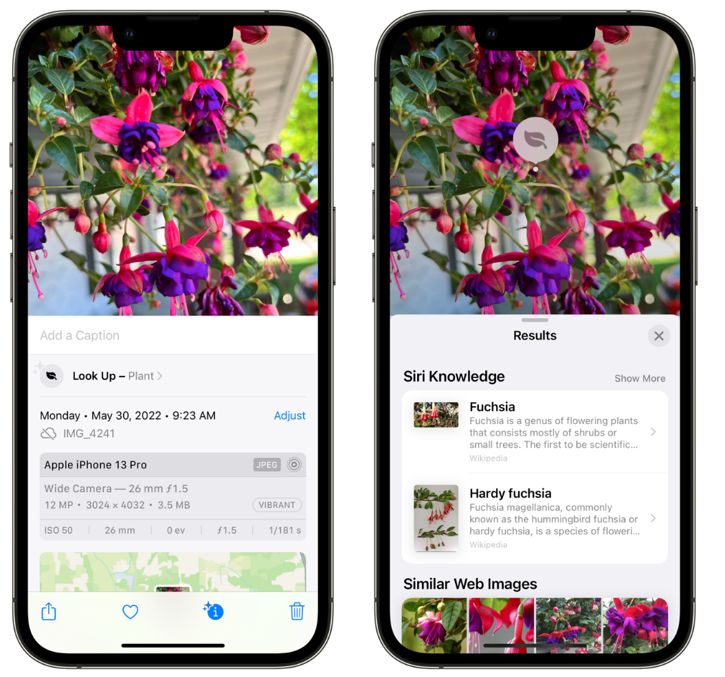 庆城苹果手机维修分享小技巧：使用 iPhone 相机识别花卉植物 